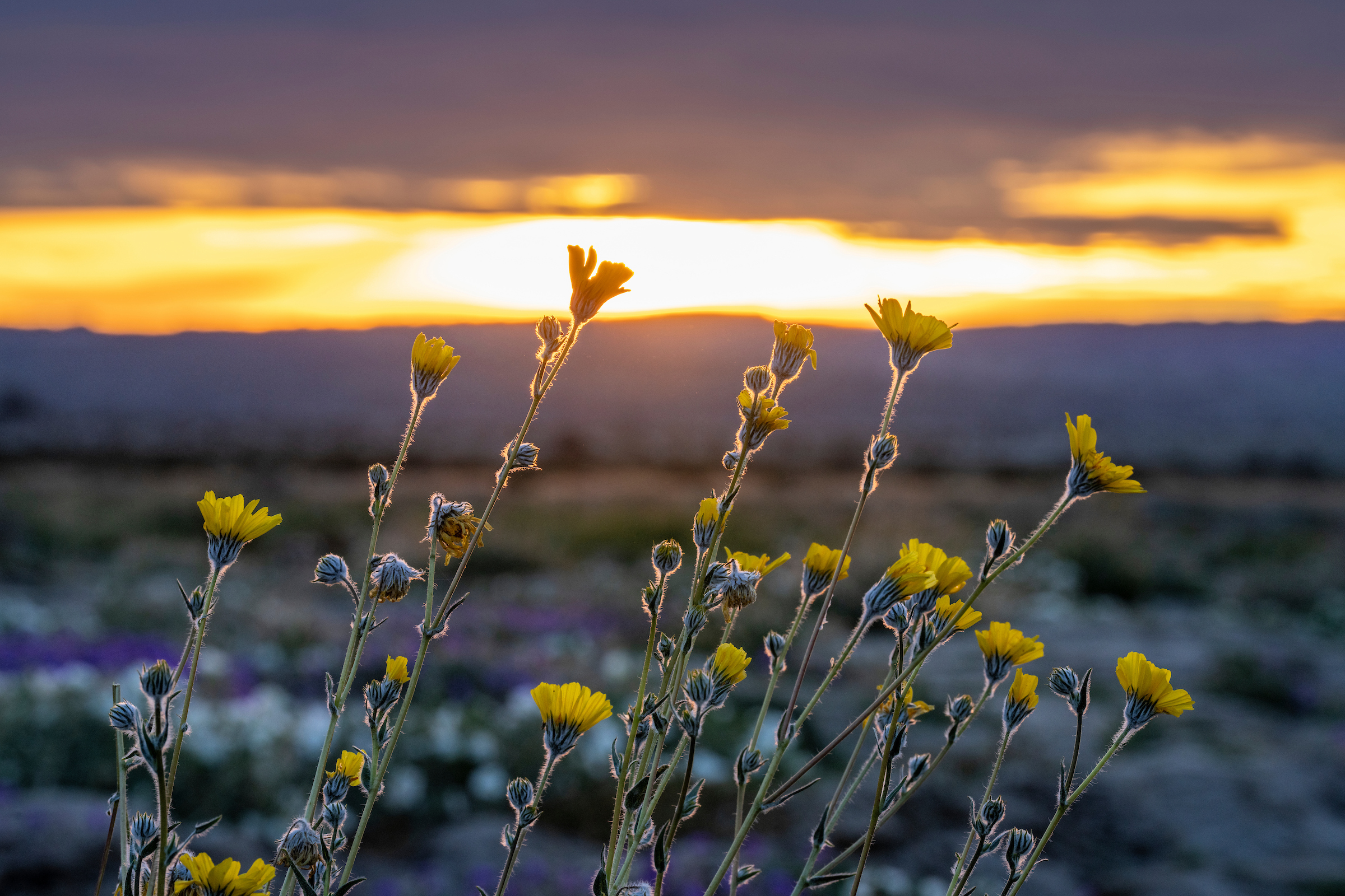 Beautiful wildlfowers at Anza-Borrego Desert SP, January 2026 Beautiful wildlfowers at Anza-Borrego Desert SP, January 2026